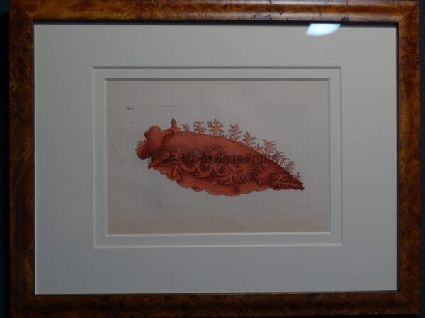 Sea Shell Invertebrate Framed Nodder.  Bright deep color applied by hand.   Late 18th Century to the early 1820's.  The encyclopedic work was printed on handmade paper.  