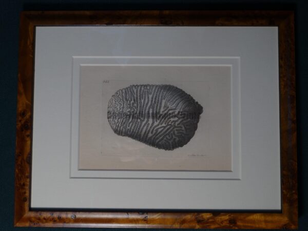 Sea Shell Nodder Coral 855 Framed. A lovely antique hand colored engraving with superior archival framing.