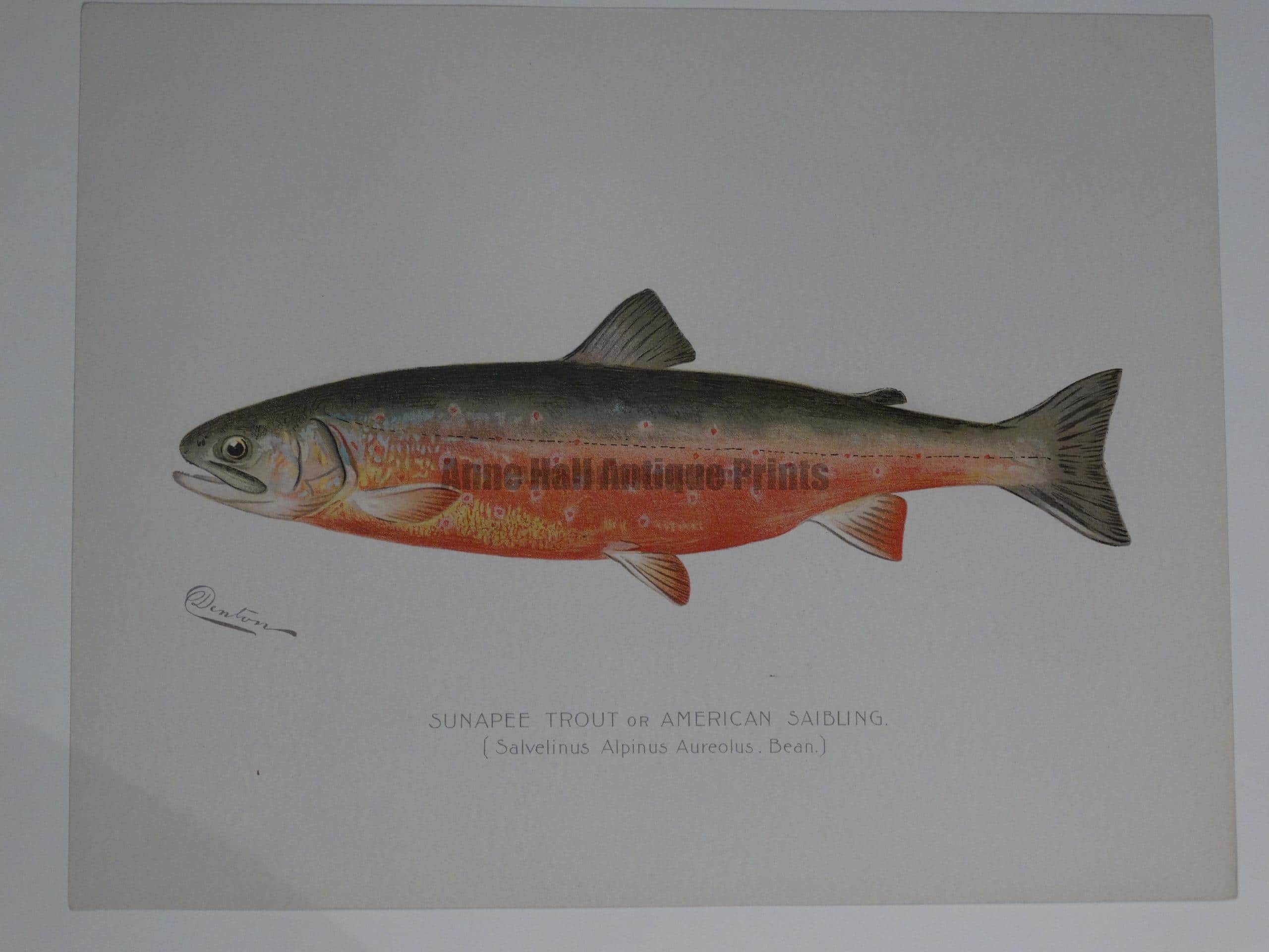 An extinct Sunapee Trout American Saibling.  $125.  An outstanding portfolio color lithograph published for Sherman Denton as documentation of trout-salmon found in North America. 