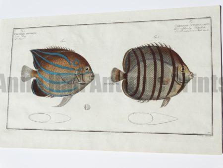 Chataetodon octofasciatus Butteflyfish