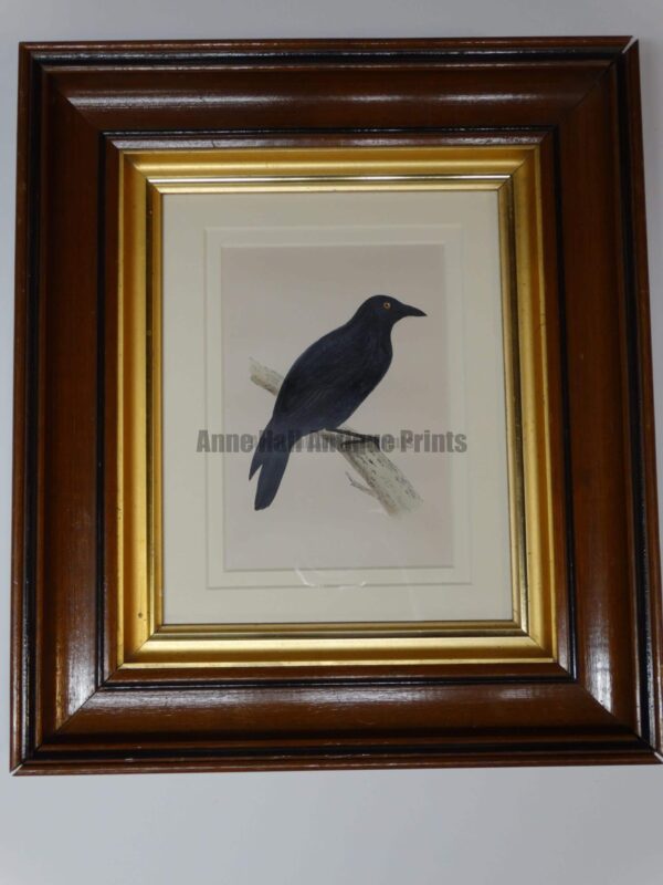Crow Engraving Walnut Frame