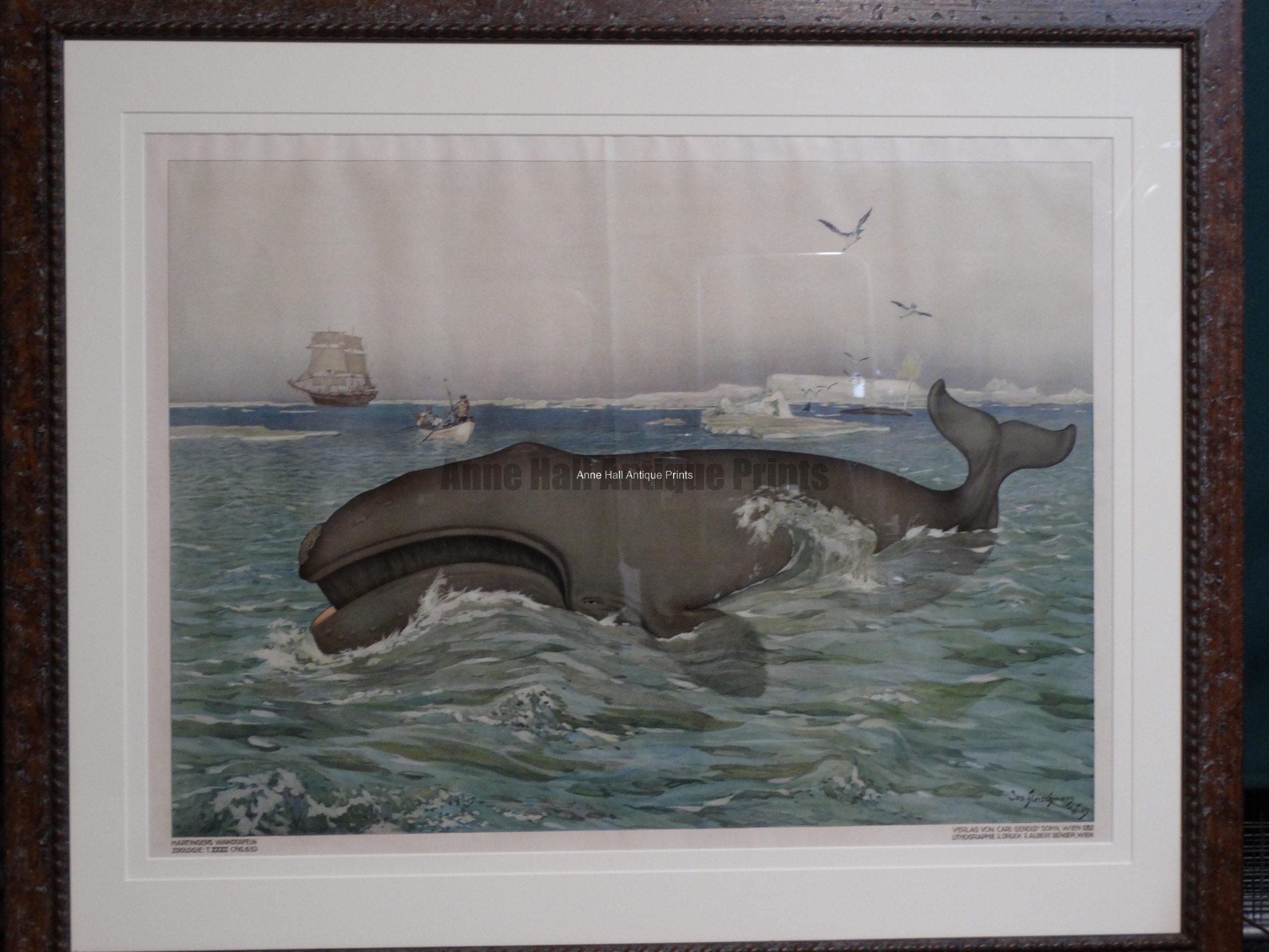 Giant whale vintage poster, archival professional frame job. Rustic driftwood like wood frame. An antique lithograph, professionally framed with archival materials, in weathered (driftwood like) wood frame. Austrian color lithograph, c. 1900. 46" wide x 39" high. $2200.