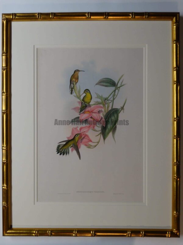 Gould Hummingbirds Gold Bamboo Frame