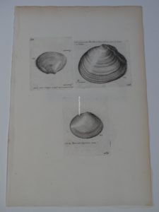 antique shell print of clams, Lister plate 267.