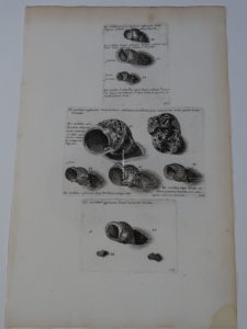 antique shell print with intense black ink and strong strike.  This is Lister Sea-Shell engraving plate 585.
