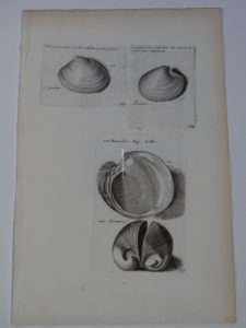 antique clam-shell engraving, by Lister, of Bucardia shells.