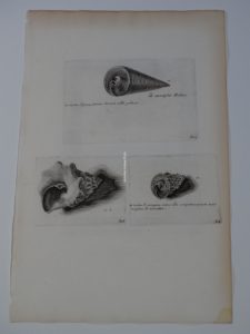 antique shell print by Lister of three shells.