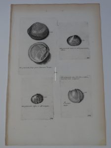 antique shell print