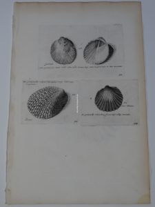 250 year old antique engraving, of seashells, this  is Lister Plate 324.