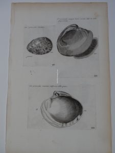 antique engraving of clams, Lister272 pectunculus maximus