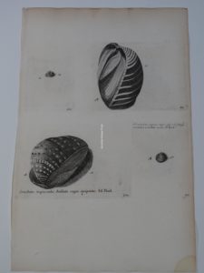 antique conchology engraving, Lister502 Conchites majusculus bullatis
