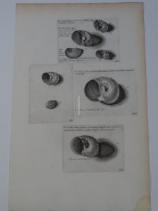antique shell print, Lister563 cochlea seashell