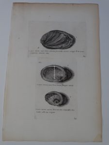 Beautiful art of abolone shells by Lister, plate 612 is about 250 years old.