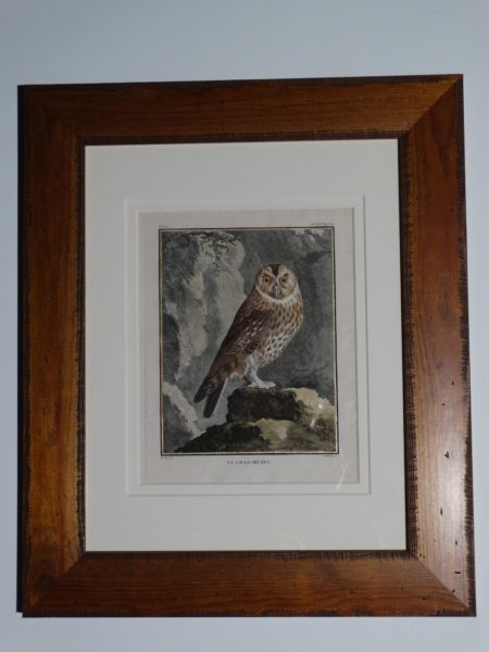 Antique owls engraving souced from Compte de Buffon's Histoire Naturelle
