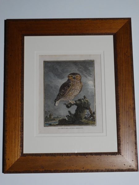 Antique owls engraving souced from Compte de Buffon's Histoire Naturelle