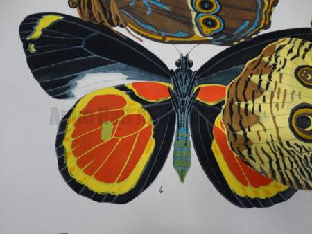 Original EA Seguy Pochoir, hand-colored decorative butterflies & insects.