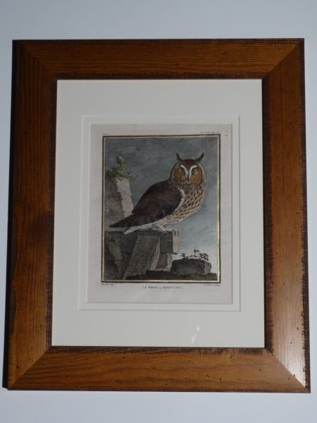 Great Horned Owl engraving over 250 years old for Buffon.