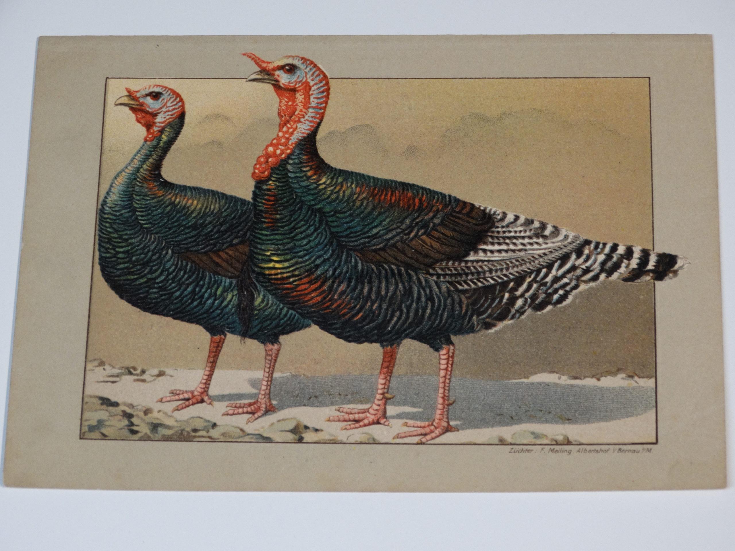 Chickens Set of Vintage Print from Lloyds Natural History water fowl etc. 1897 pheasants Game Birds