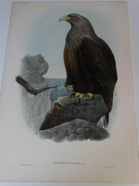 Hallaetus Albicilla or Sea Eagle A beautiful John Gould c.1860 hand colored lithograph in superior condition. 14 1/2 x 21 1/2" $950.