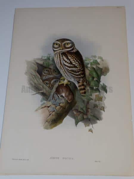 Little Owl-Athene Noctua by Wolf from John Gould's Birds of Great Britain, c.1860, English hand colored lithograph of mother or father little owl, with a feast for their owlets in a tree cavity. 