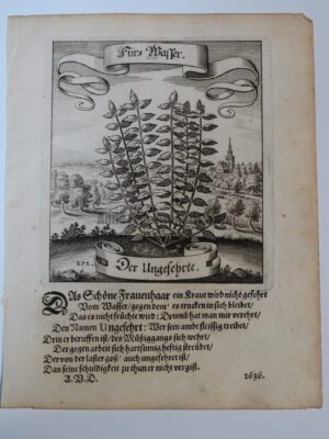 Simple Herb 272 Merian from 1636