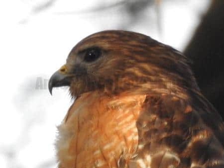See Anne Hall's collections of art, at the Southeastern Wildlife Exposition, or Sewe. This February 17-20 2022.  Galliard Center, Charleston, SC. Wildlife photography is a passion for naturalist Anne Hall. She studies birds in historic antique prints and real life. Here, a stunning photo by Anne, of a red shouldered hawk.