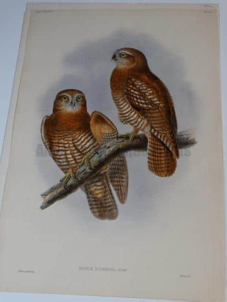 Exquisite & decorative antique hand colored lithograph c.1860 of Tanimbar boobook hawk-owl of Indonesia, Birds of Australia.