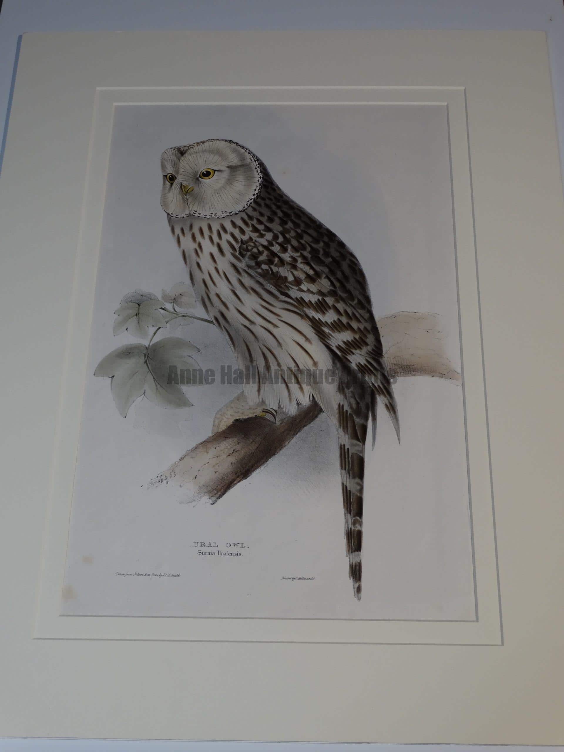 Stunning depictionUral Owl watercolor lithograph by John Gould. Anne Hall Antique Prints only handle, original Gould Birds. Our prints are almost 150 years old.