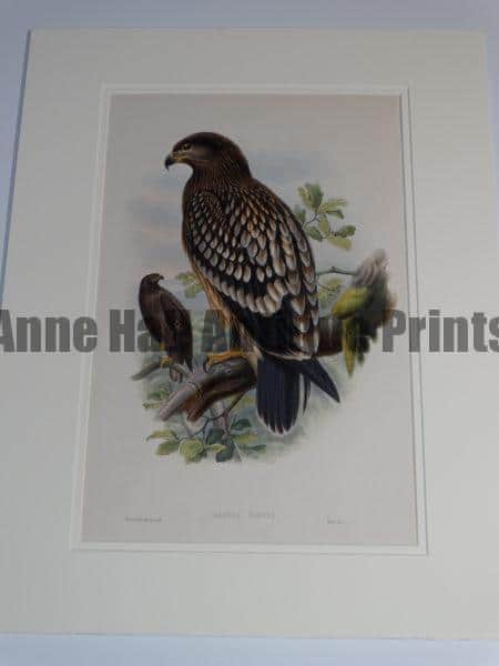 Spotted Eagles Aquila Naevia.  An English hand colored lithograph published in London 1863-1873 for John Gould's monumental "The Birds of Great Britain"