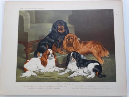 Cassells Toy Spaniels Antique Lithograph KCS King Charles $150.
