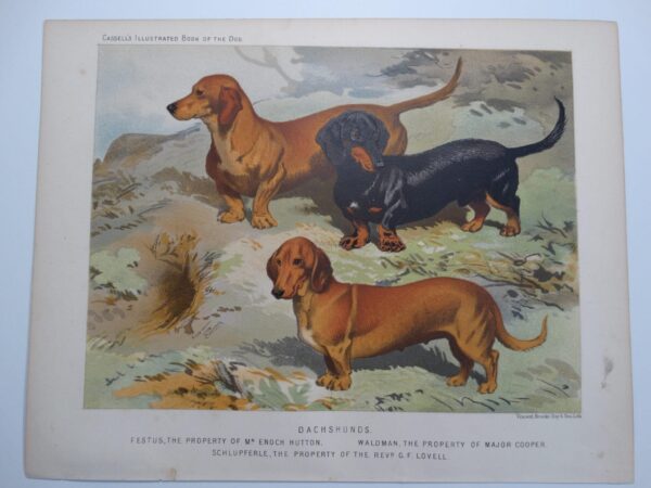 Dachshunds-Doxies Antique Lithograph