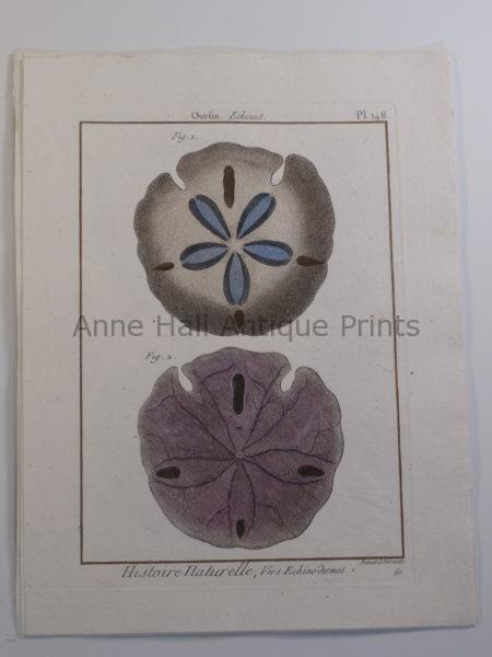 Fantastic 18th century bookplate engraving of sand dollars which are seashells.