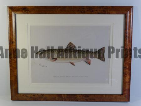 Sherman Denton Female Brook Trout Framed $325. Ready to ship & hang in a sports fisherman's "man-cave."
