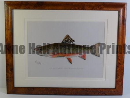 A favorit fish of a sports fisherman:  Sherman Denton Male Brook Trout Framed.