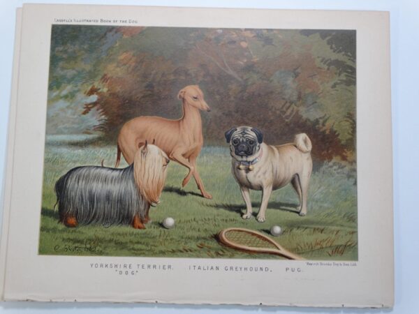 Yorkshire Terrier Italian Greyhound Pug