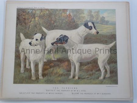 antique lithograph fox terriers cat-dog1 famous bloodlines of Buffet, Bristles & Bloom $150.