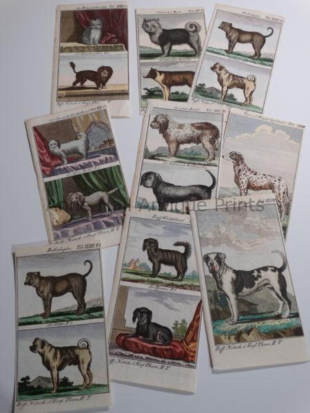 Find unique collections of decorative antique prints of dogs and cats.