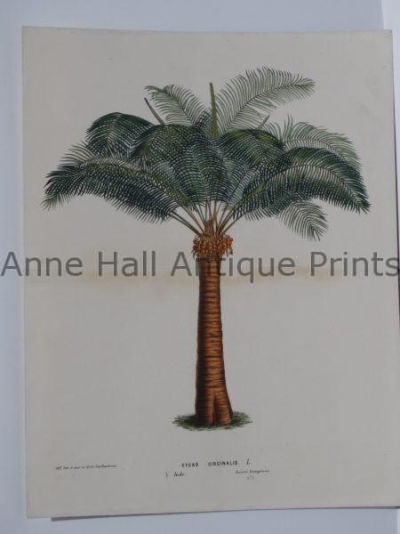 Antique Lithograph. An ancient species of palm tree.