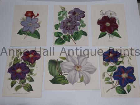 A collection of 19th century antique lithographs of purple colored clematis flowers.