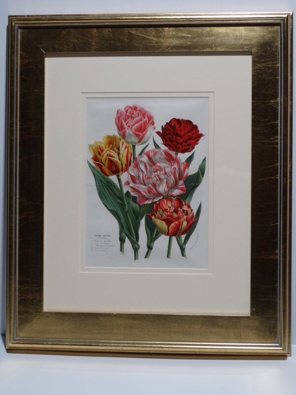 A pair of rare antique lithographs, with watercolors (hand-coloring) from 1845-1888 Flore des Serres. The bouquets of Tulips are extraordinary, full of pinks. Belgian 19th century lithographs with archival framing and gold leafed picture frames.
