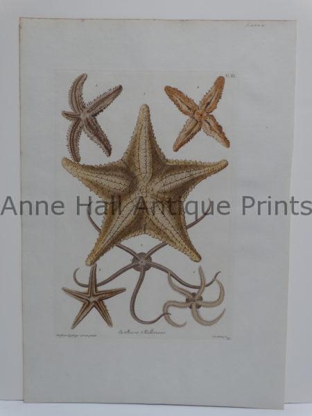 An exquisite & stunning example of our misc aquatic sealife. This by Albertus Seba, a rare antique engraving of a starfish, with watercolors, in excellent condition.