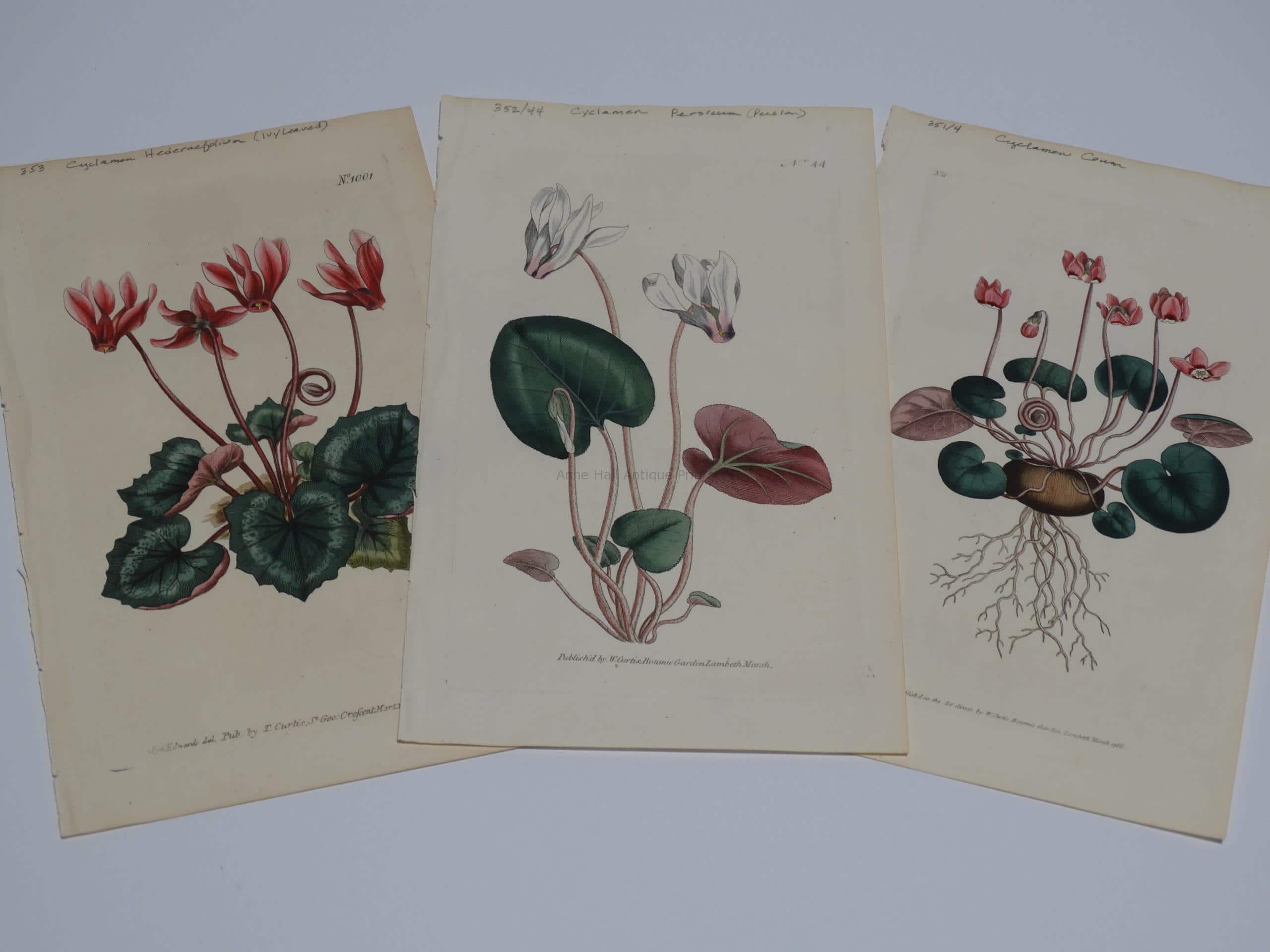 other special flowers: Cyclamen. Set of three 220 year old engravings of cyclamen by Curtis & Edwards.