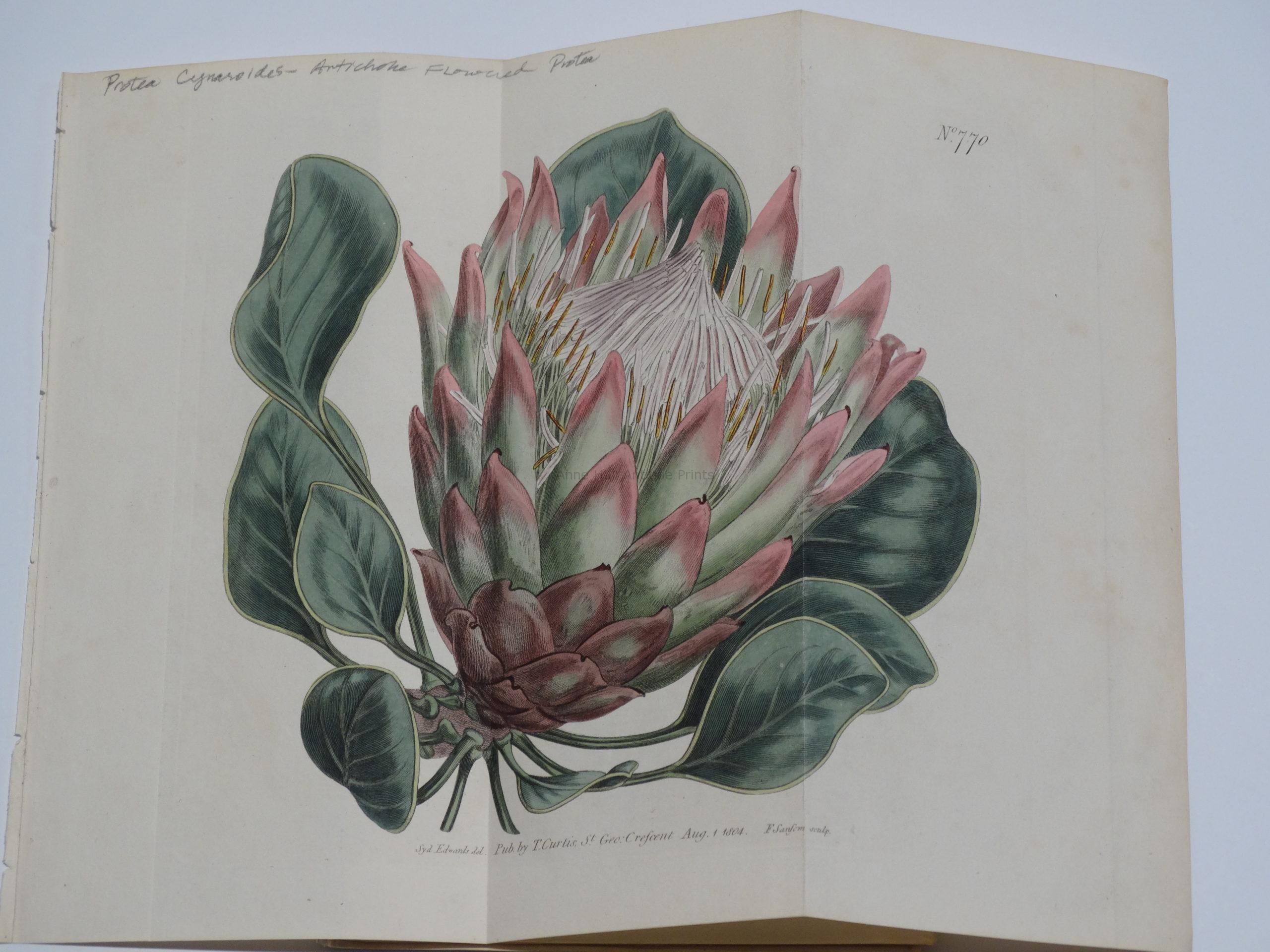 bird botanical flower insect camelia 1835 exotic nature print original antique hand colored engraving