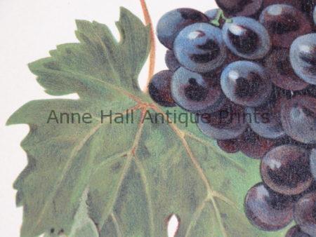 A vintage wine lithograph, with deep purple and green leaf.