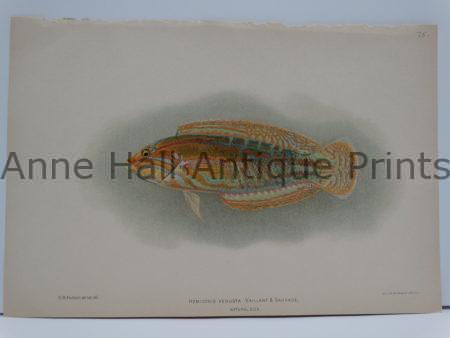 Hemicoris venusta Tropical Fish is an antique, over 100 years old, published America in 1903 by Julius Bien.
