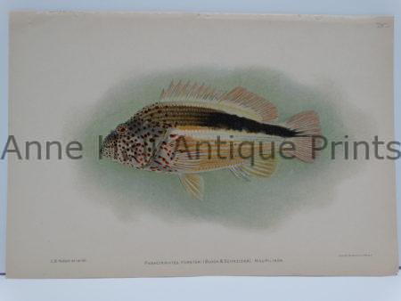 Hilupilikoa Antique Fish Print, over 100 years old, published America in 1903 by Julius Bien.