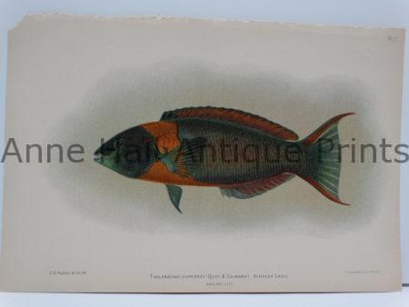Hinalea Lauli is an Antique Lithograph, over 100 years old, published America in 1903 by Julius Bien.