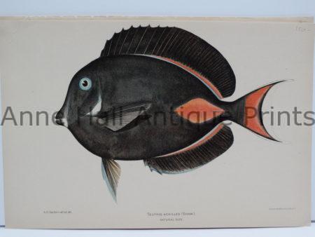 Teuthis Achilles Tropical Fish Lithograph is over 100 years old, published America in 1903 by Julius Bien.
