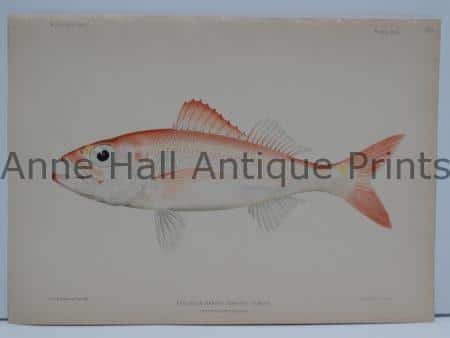 Ulaula Antique Hawaiian Fish Lithograph