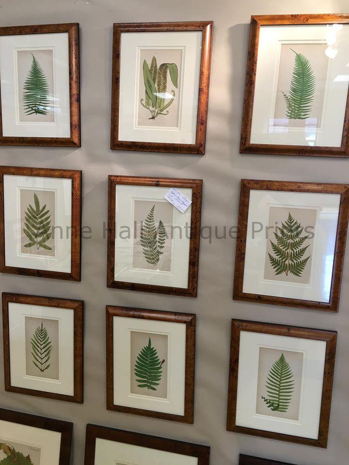 Mounted and Matted Botany Available Framed 1910 Ferns Original Antique Print Plant Botanical Decor
